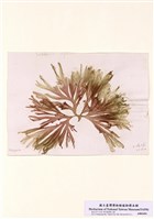 藏品(扇形囊膜藻)的圖片